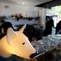 Brown Dog Cafe